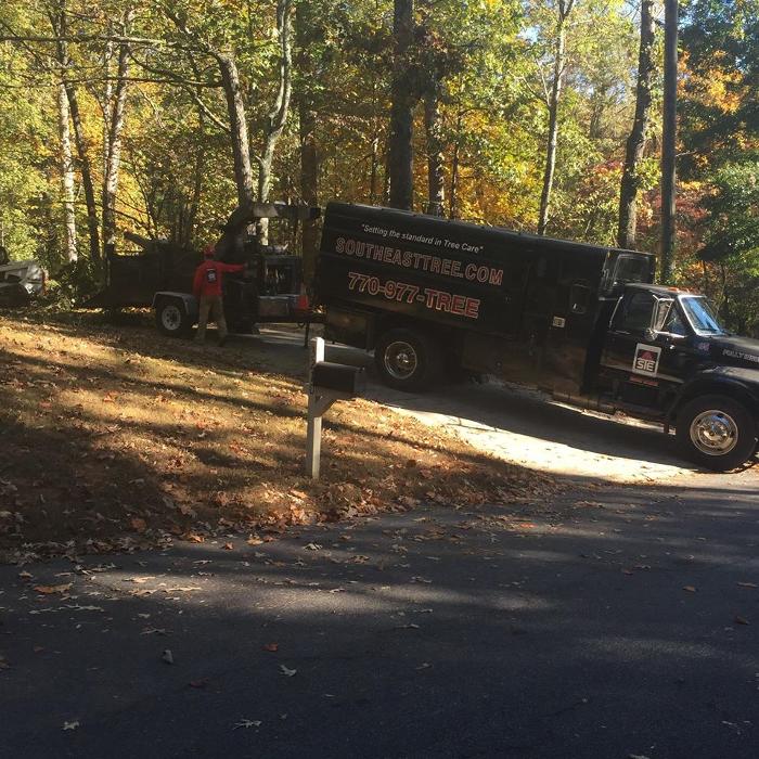 Southeast Tree Image