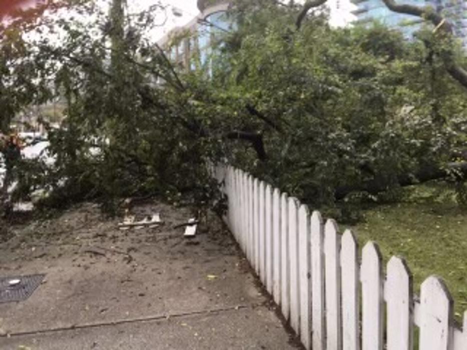 Southeast Tree Image