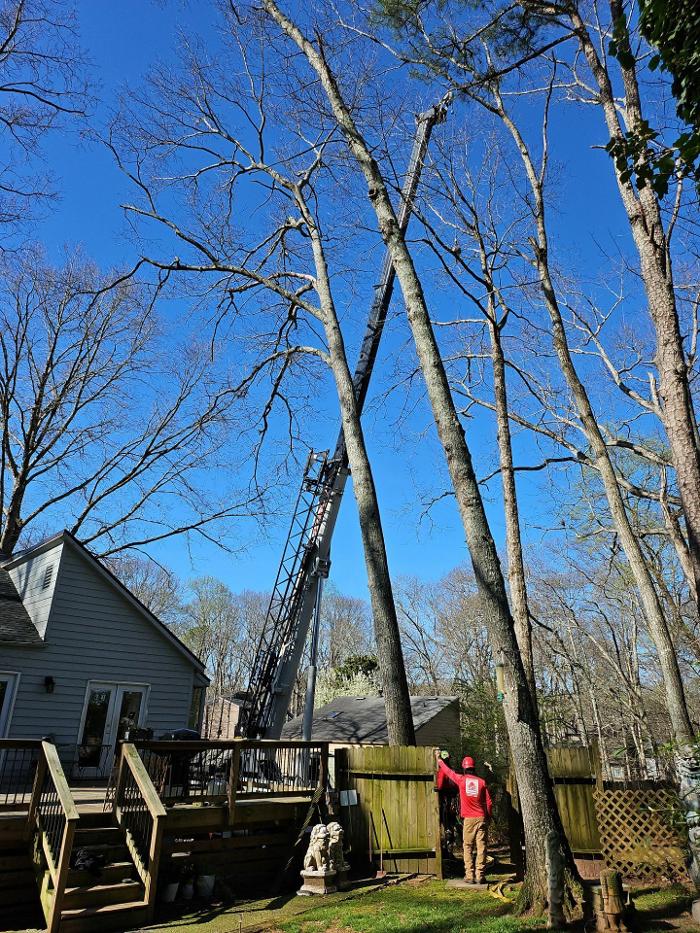 Southeast Tree Image