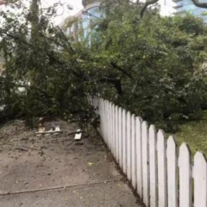 Southeast Tree Image