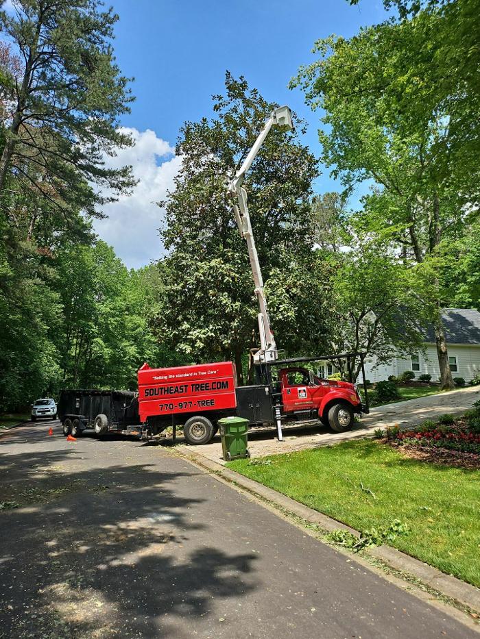 Southeast Tree Image