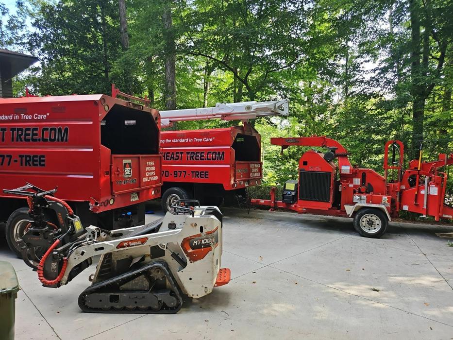 Southeast Tree Image