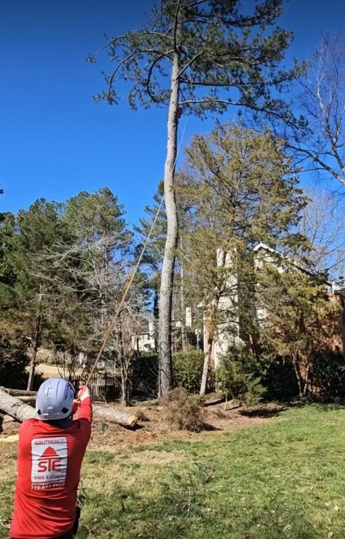 Southeast Tree Image