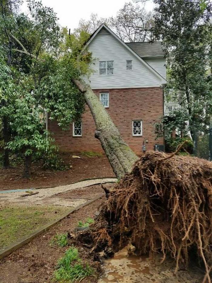 Southeast Tree Image