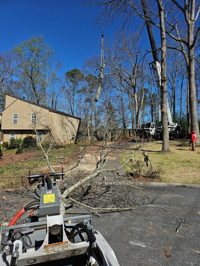 Southeast Tree Image