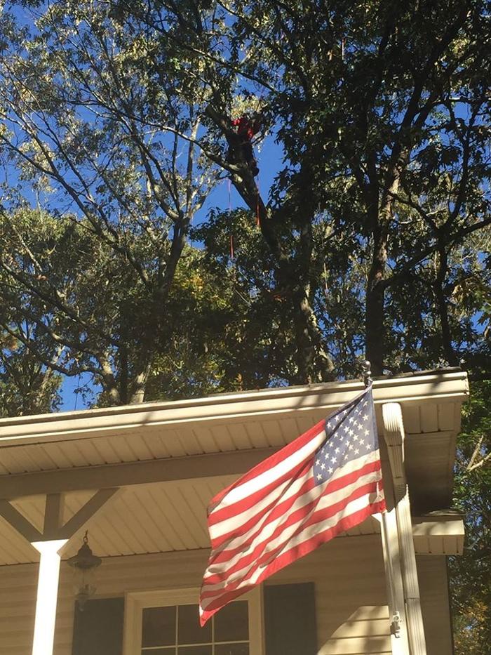 Southeast Tree Image