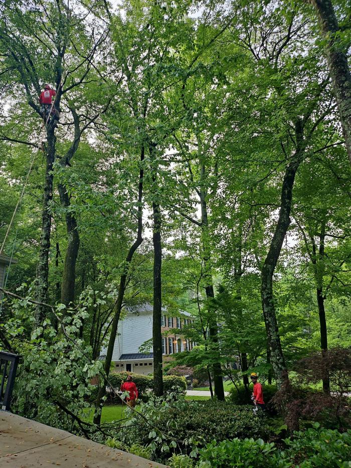 Southeast Tree Image