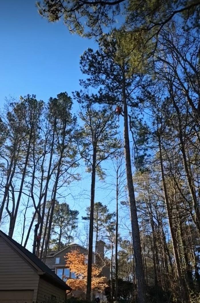 Southeast Tree Image