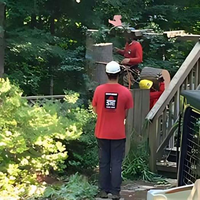 Southeast Tree Image