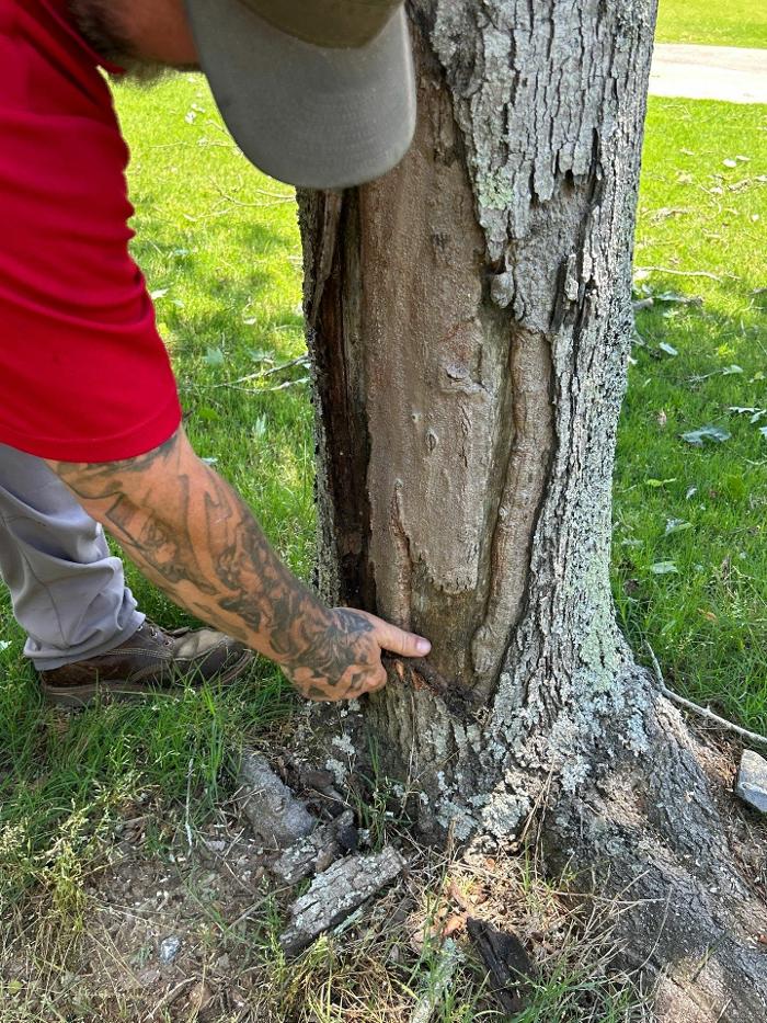 Southeast Tree Image