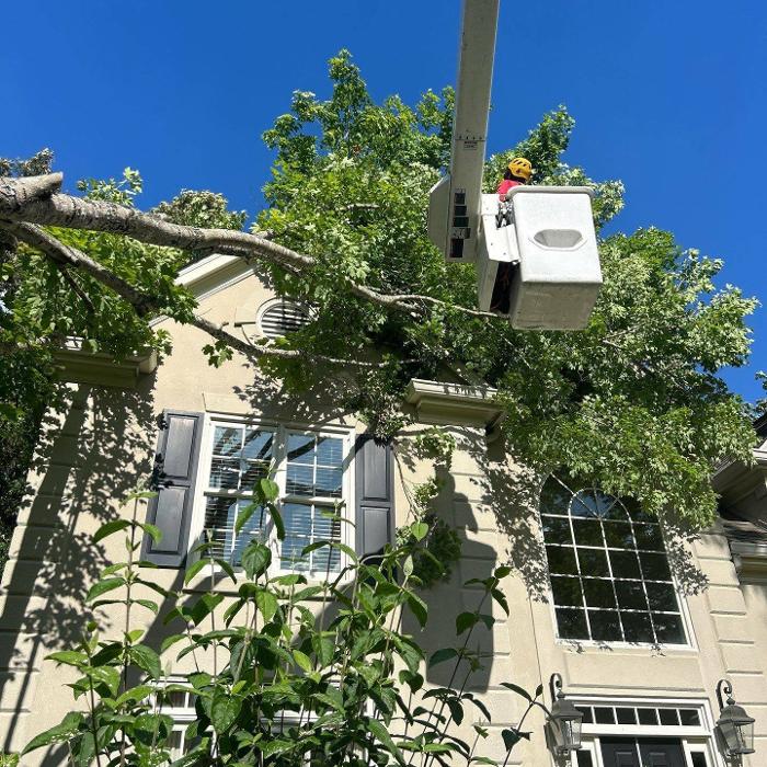 Southeast Tree Image