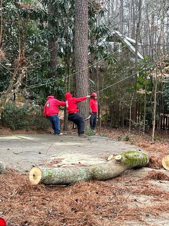 Southeast Tree Image