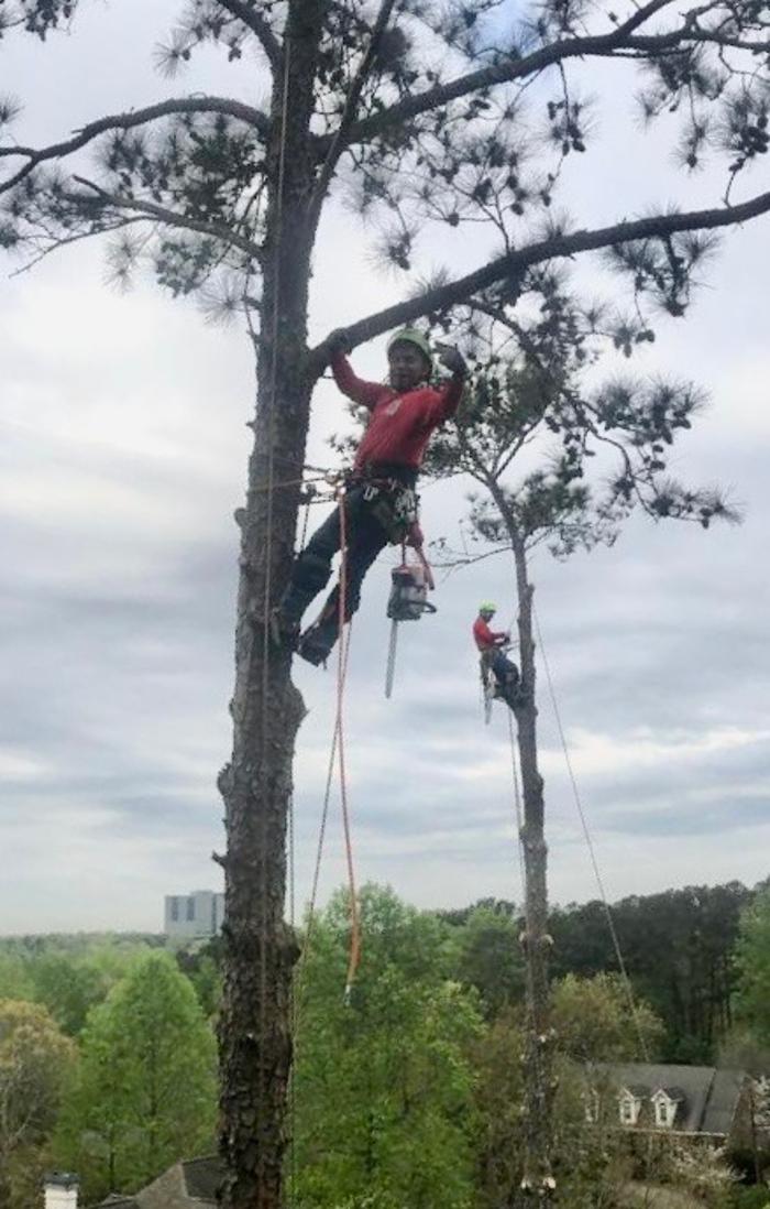 Southeast Tree Image