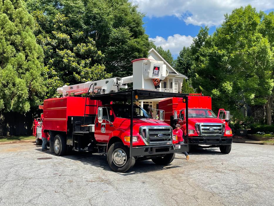 Southeast Tree Image