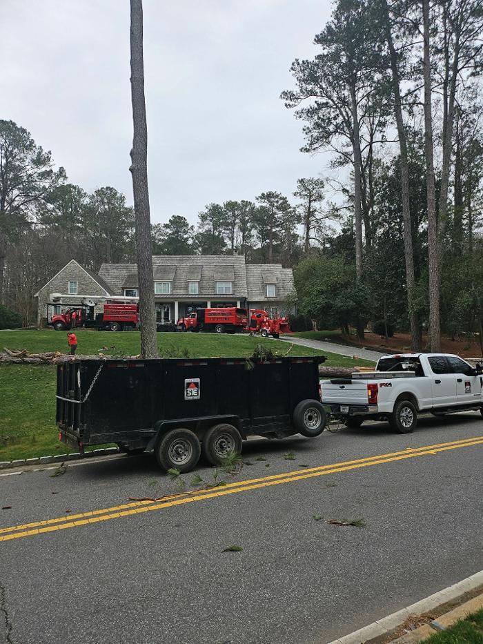 Southeast Tree Image