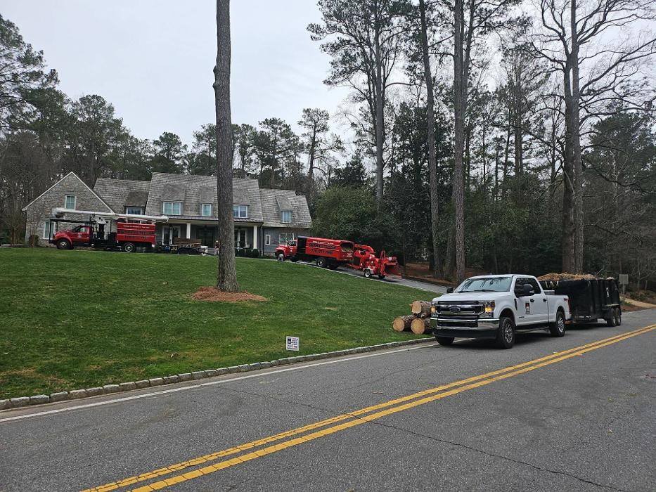 Southeast Tree Image