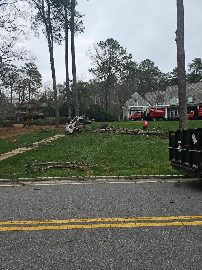 Southeast Tree Image