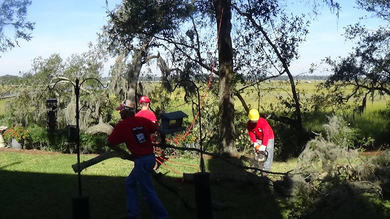 Southeast Tree Image