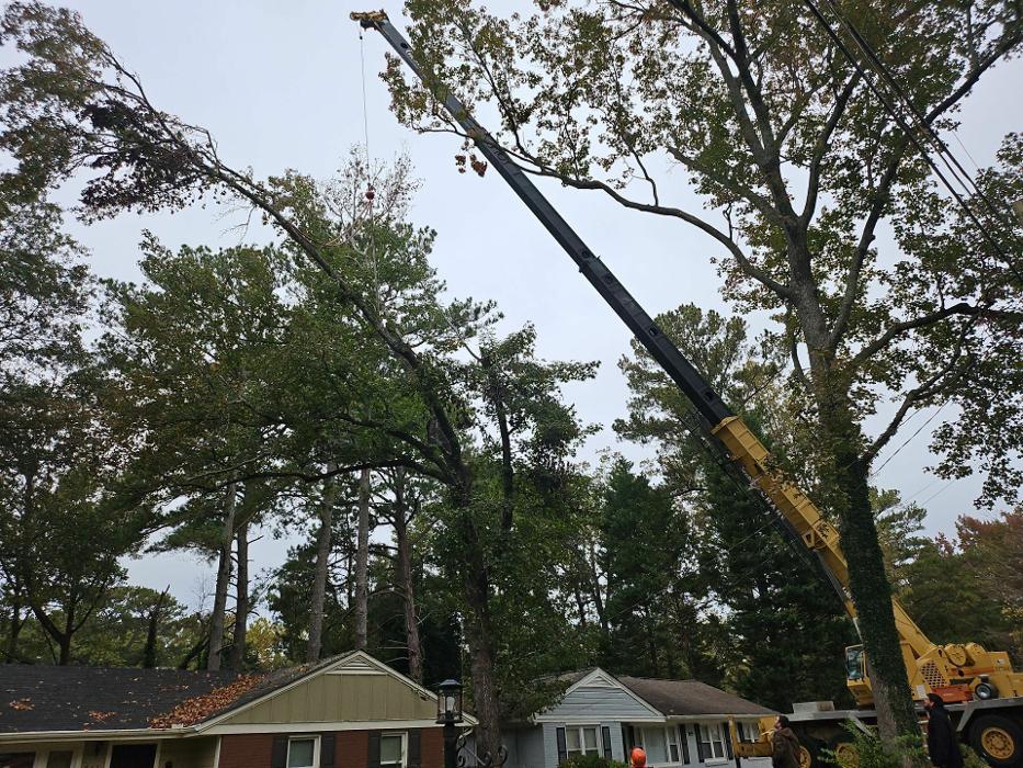 Southeast Tree Image