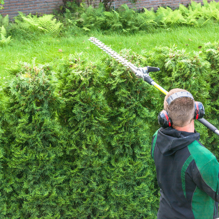 Example of hedge trimming using a long-reach trimmer, demonstrating the type of hedge shaping and height trimming we provide.