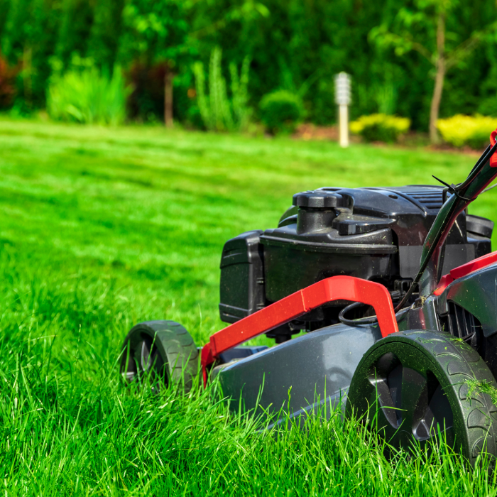 Close-up image of a petrol lawnmower cutting through long grass, showing the quality of finish and the professional equipment used for our reliable lawn mowing services.