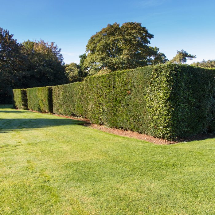 Neatly maintained hedge line showing the type of hedge trimming and shaping customers can expect from our service.