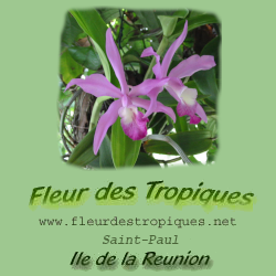 Fleur des Tropiques Agriculture