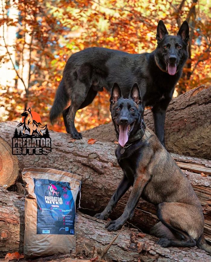 Predator Bites, Am Ried in Brunn am Gebirge