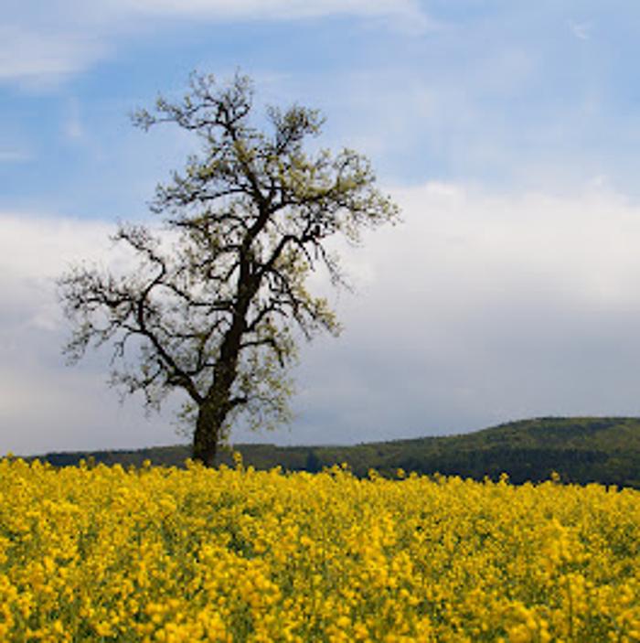 Logo Krausert Hubert e.K. Inh. Peter Sauer Bestattungen Logo Krausert Hubert e.K. Inh. Peter Sauer Bestattungen
