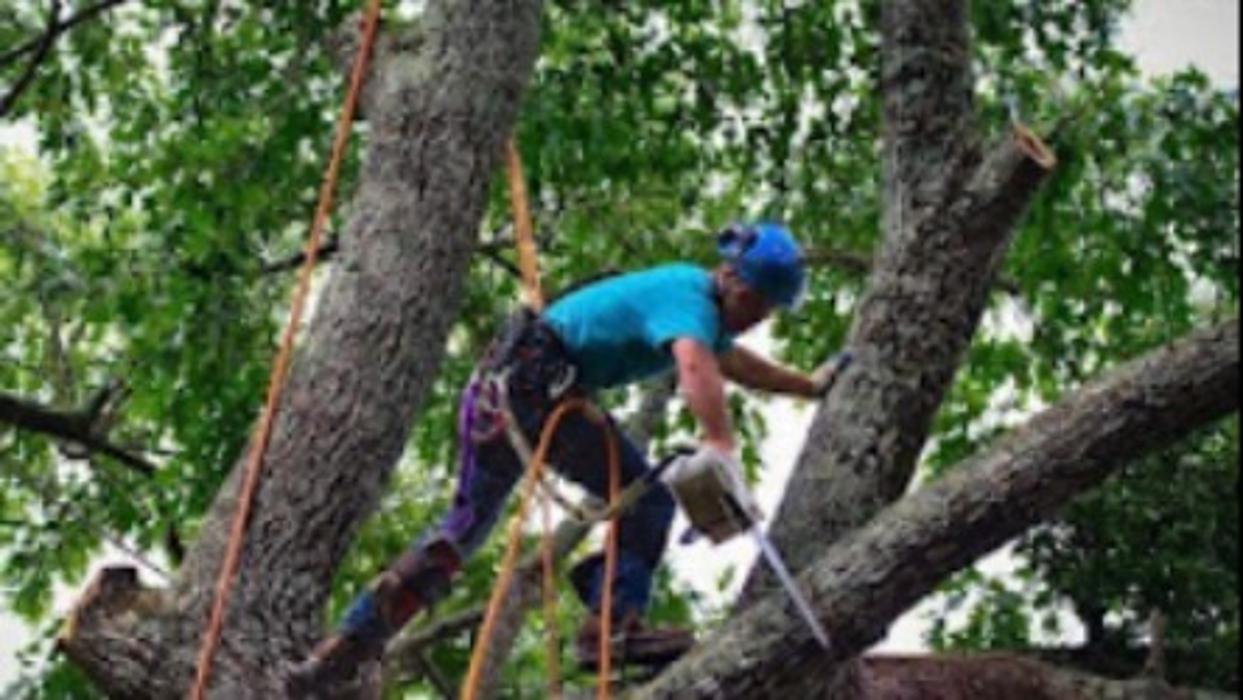 Grand Arch Tree Service, LLC - Flowery Branch, GA