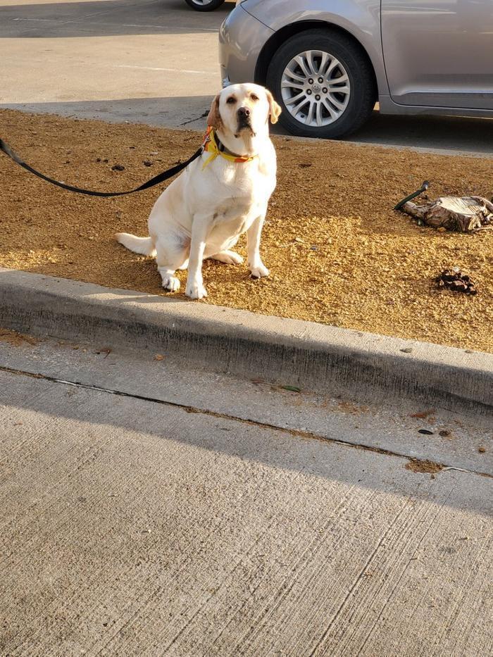 The Bed Bug Experts of Texas LLC - Bed Bug Exterminator Dallas Logo