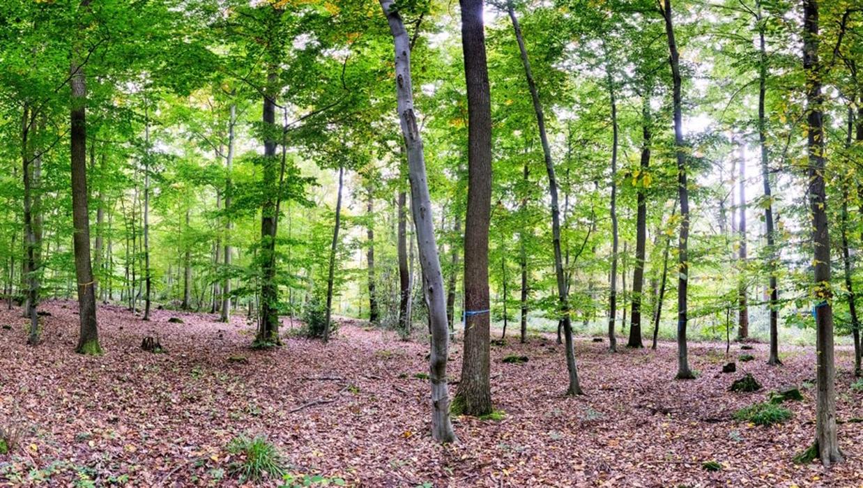 FriedWald Euskirchen, Hardtburg in Euskirchen