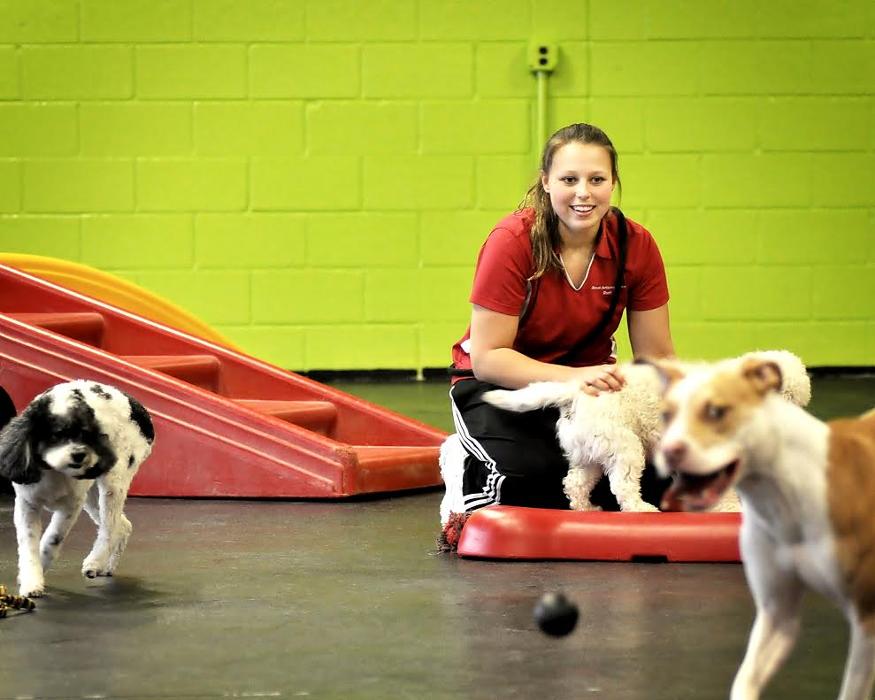 Animal Activity Center, Inc. - Clinton Township, MI