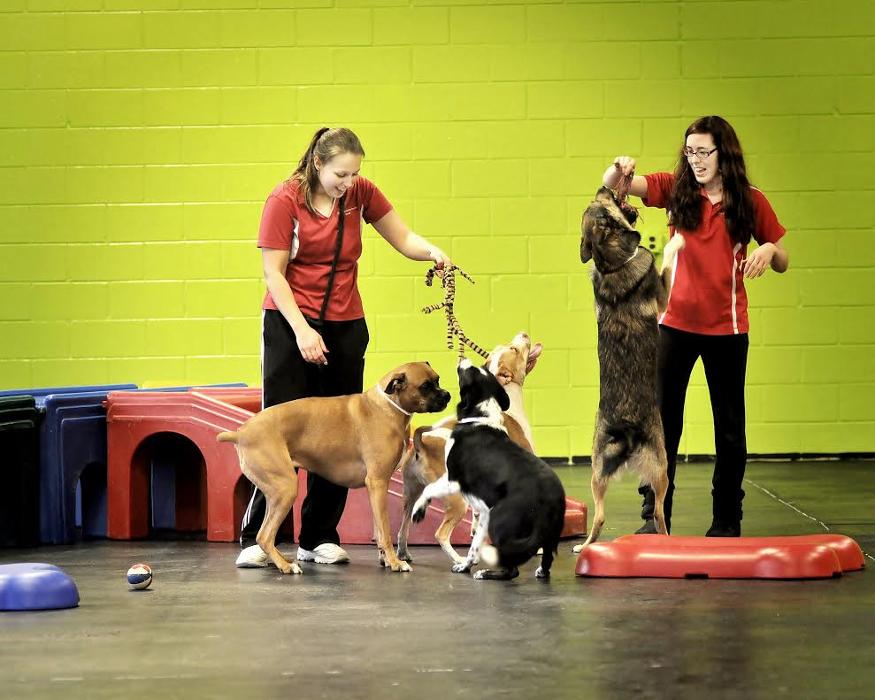 Animal Activity Center, Inc. - Clinton Township, MI