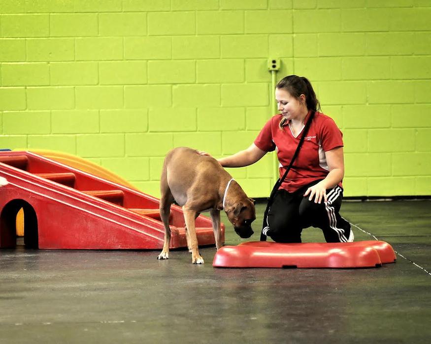 Animal Activity Center, Inc. - Clinton Township, MI