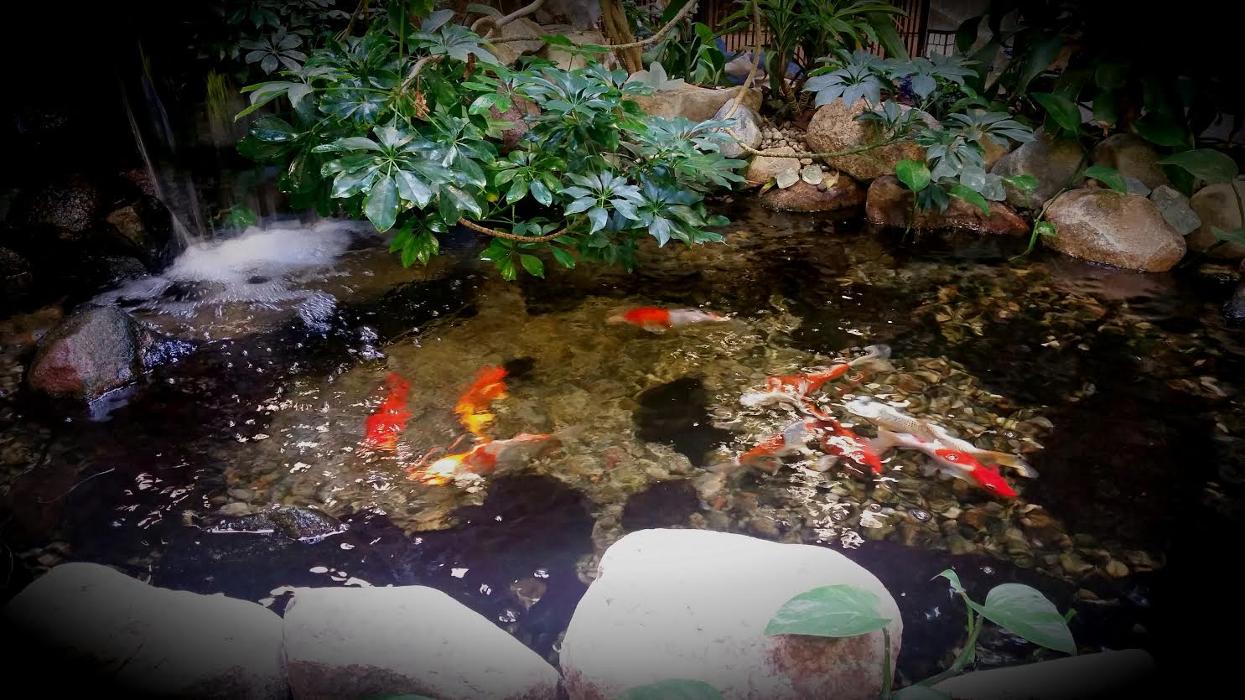 Animal Activity Center, Inc. - Clinton Township, MI