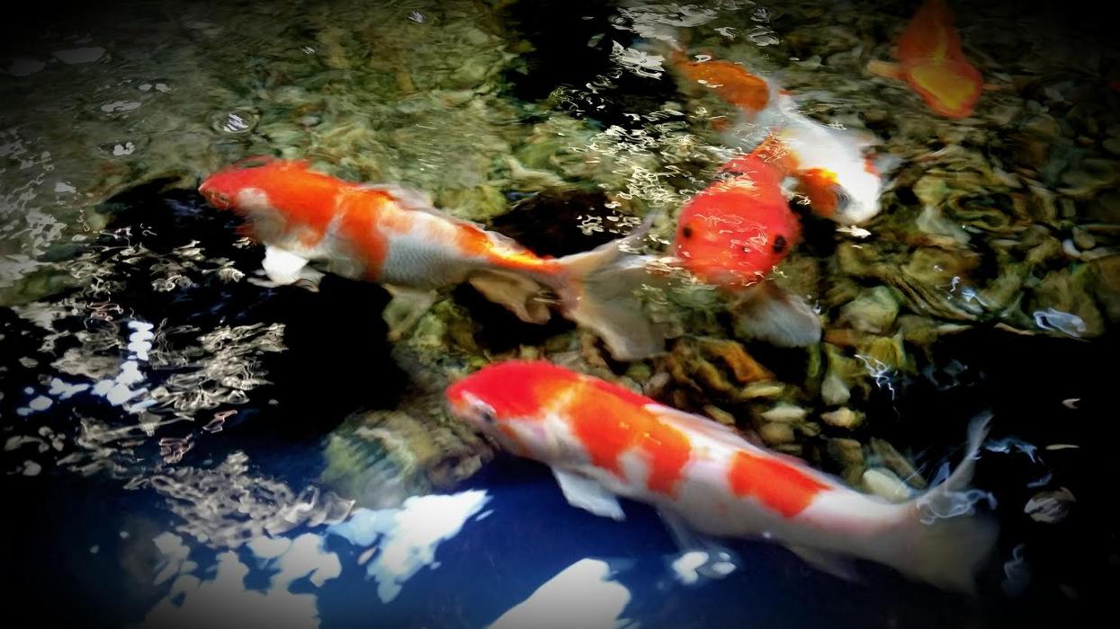 Animal Activity Center, Inc. - Clinton Township, MI