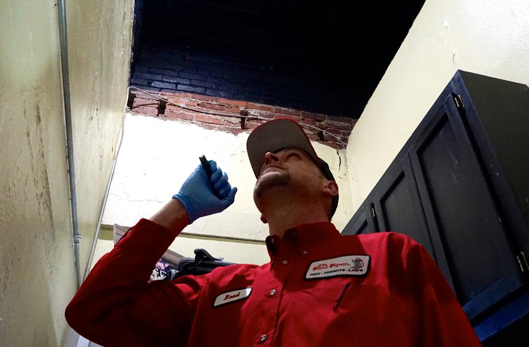 Pied Piper Pest, Termite & Lawn Service Image