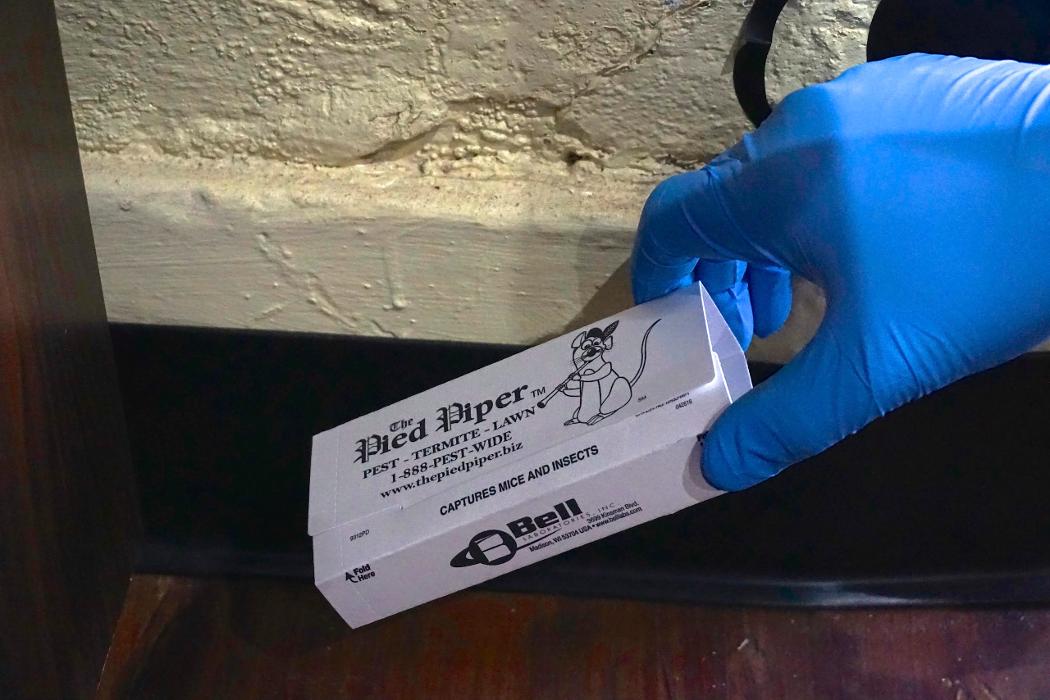 Pied Piper Pest, Termite & Lawn Service Image