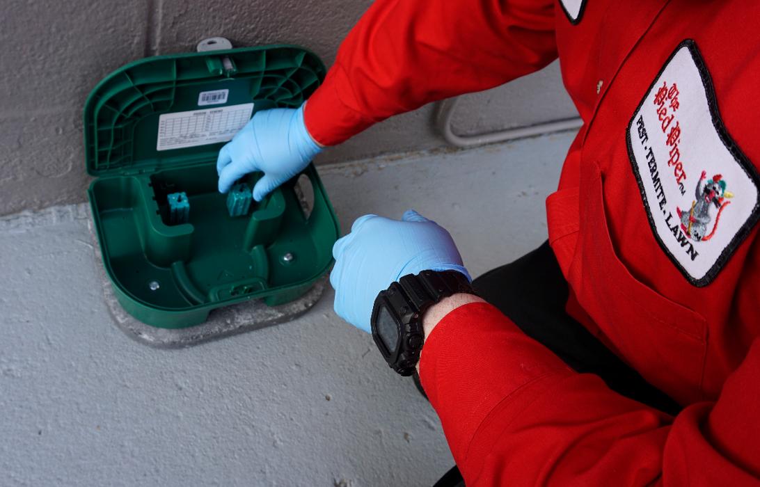 Pied Piper Pest, Termite & Lawn Service Image