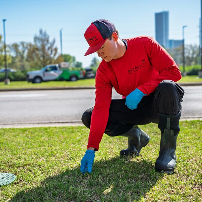 Pied Piper Pest, Termite & Lawn Service Image