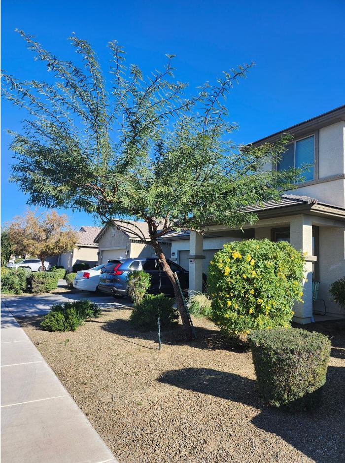 Rios Lawn & Tree Care Image