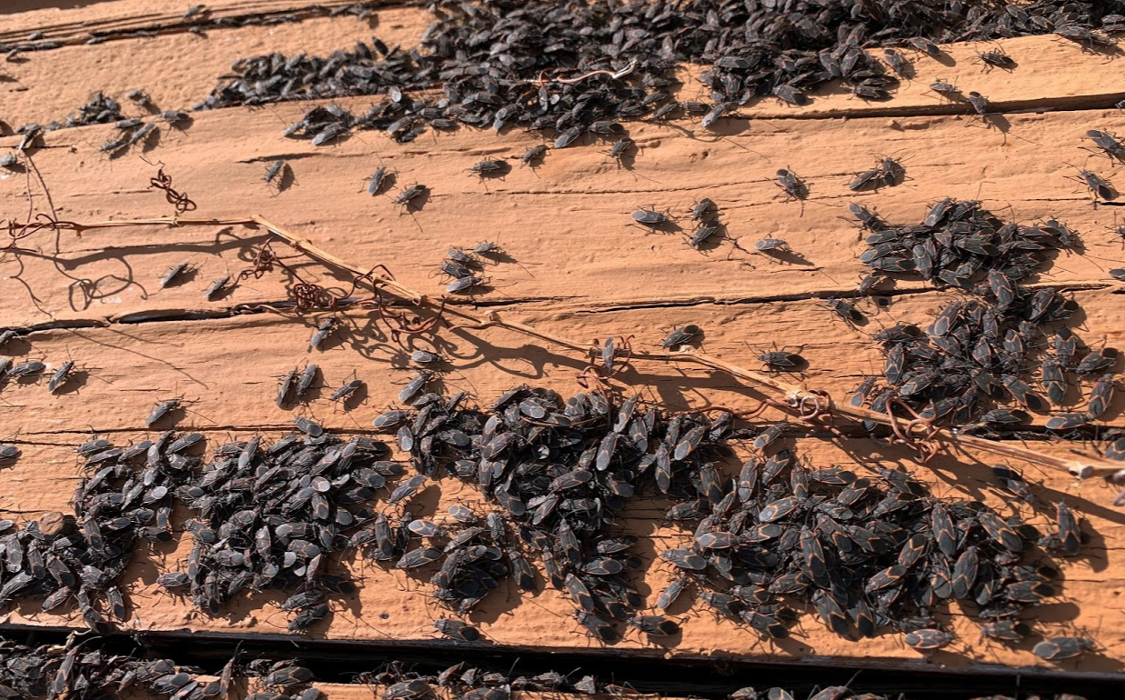 Evergreen Pest Solutions Image