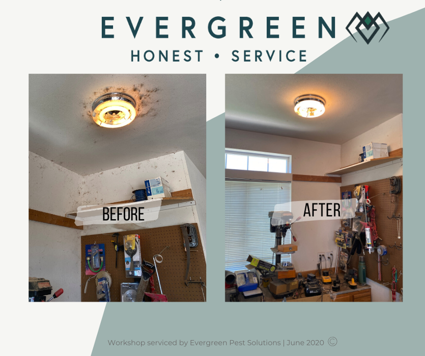 Evergreen Pest Solutions Image
