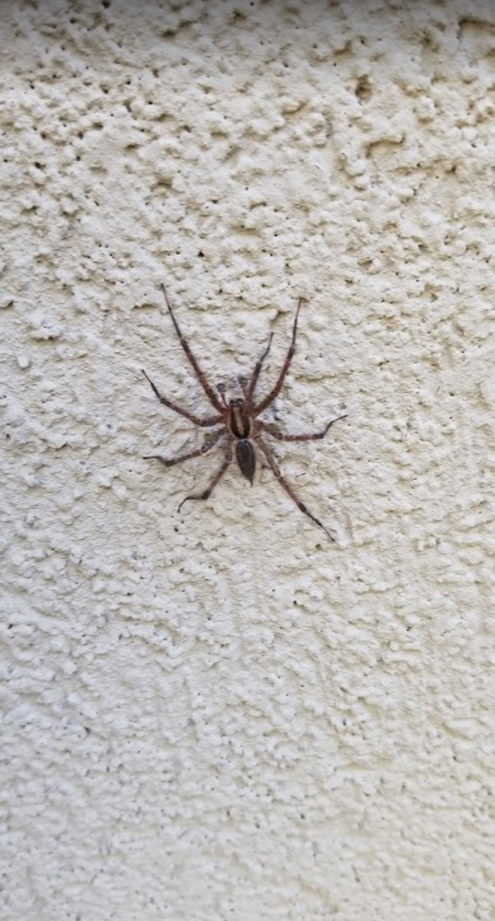 Evergreen Pest Solutions Image