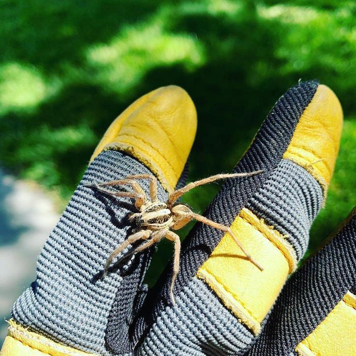 Evergreen Pest Solutions Image