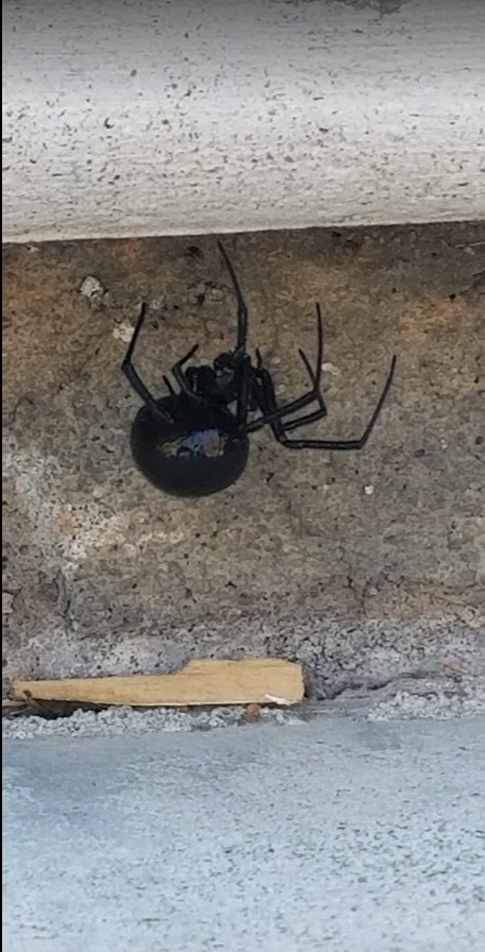 Evergreen Pest Solutions Image