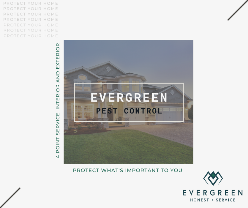 Evergreen Pest Solutions Image