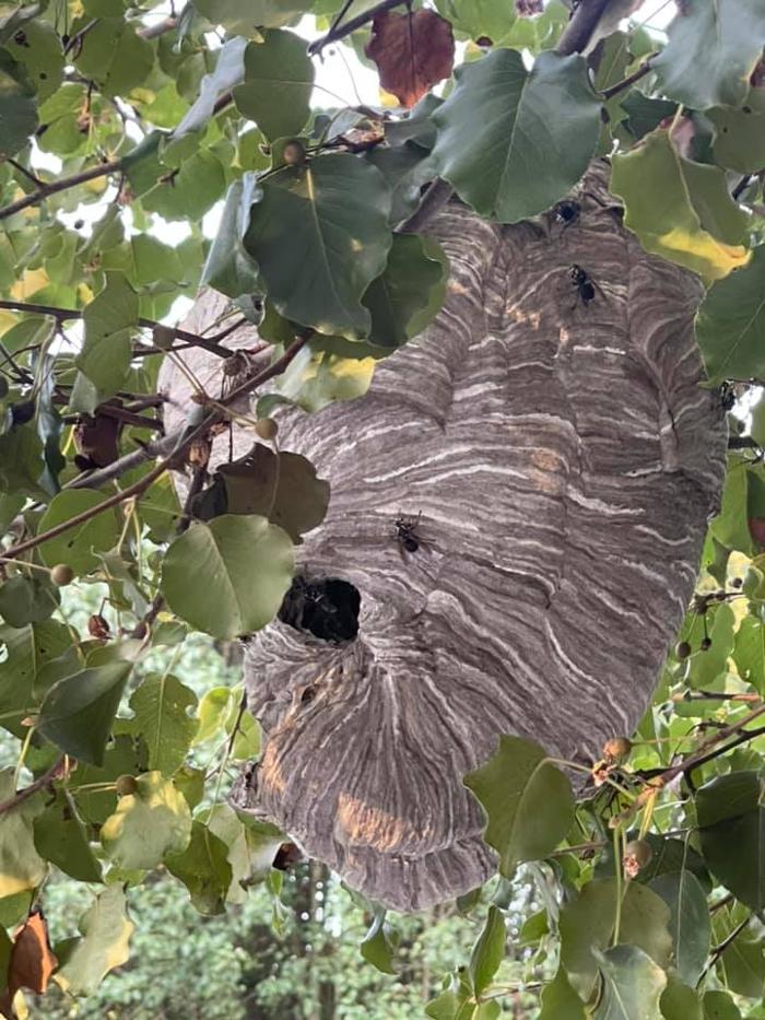 Four Seasons Pest Control Inc Image