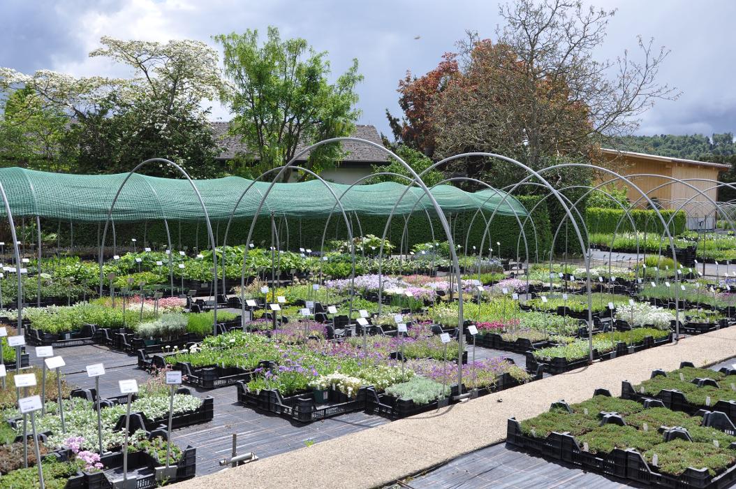 Lehmann Baumschulen AG, Jurastrasse in Büren an der Aare